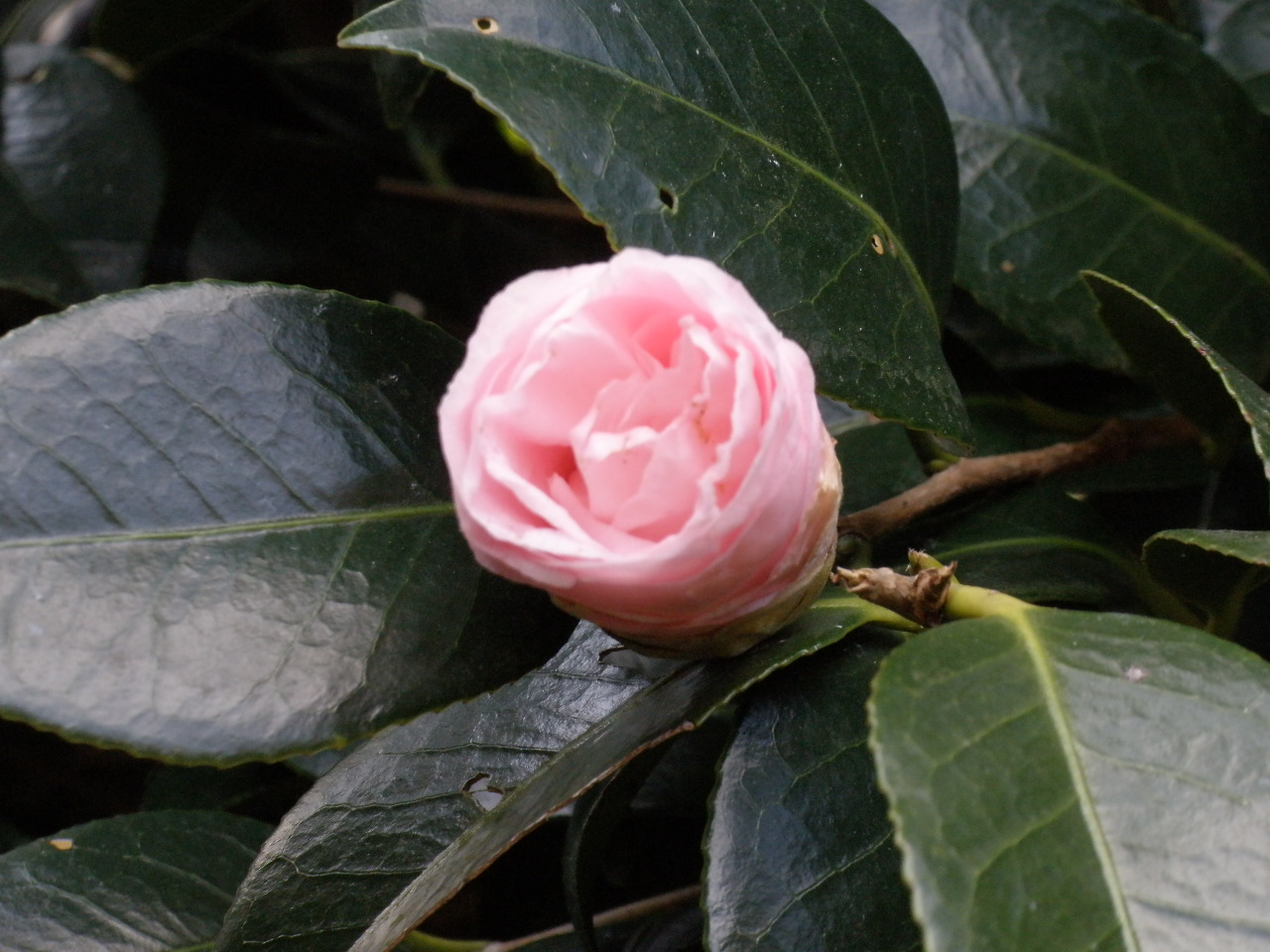 b0157276_15103450.jpg
