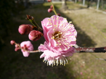 b0141878_17565962.jpg