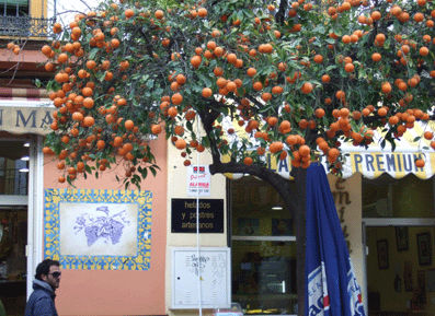 セビリア オレンジの街 道草ギャラリー