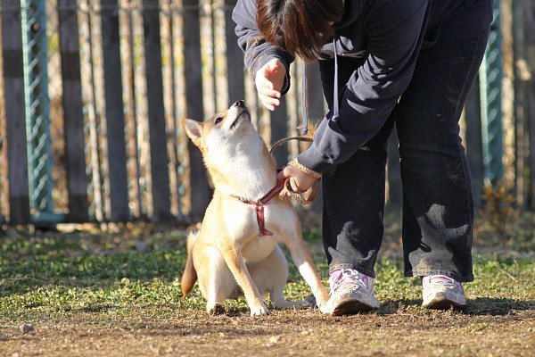 ぶんめオフ　in とぶき正月 35_c0109780_1918176.jpg