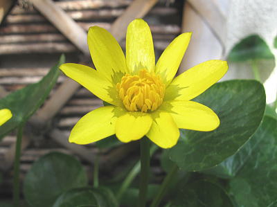 冬の庭にヒメリュウキンカ ツワブキ ユリオプスデージと黄色い花が咲きました 智子の花壇