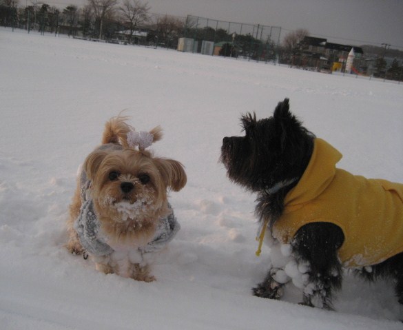 デザインを変えて＆雪の公園_d0009101_21591093.jpg