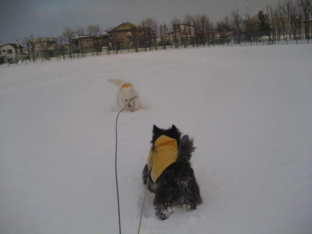 デザインを変えて＆雪の公園_d0009101_221686.jpg