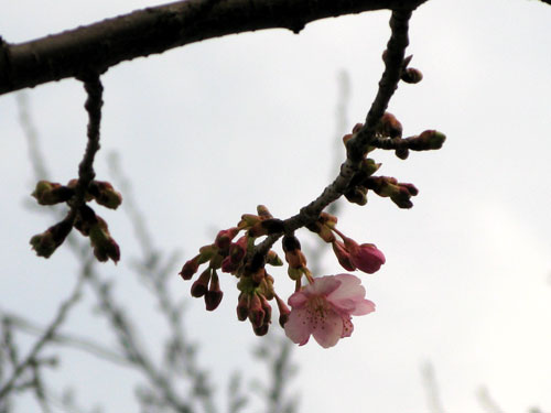 気になる河津桜さんのお散歩道_c0011204_23374136.jpg