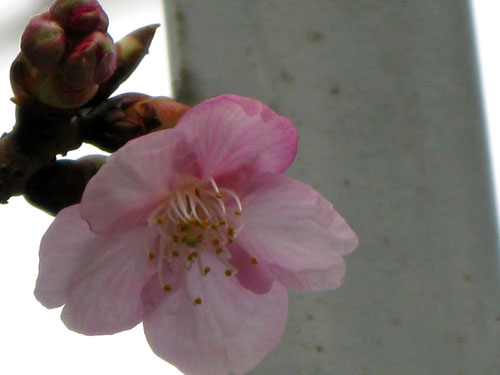 気になる河津桜さんのお散歩道_c0011204_2337495.jpg