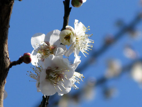 気になる河津桜さんのお散歩道_c0011204_23452012.jpg