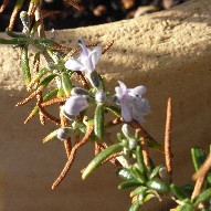 ローズマリーの花_f0192006_16565340.jpg