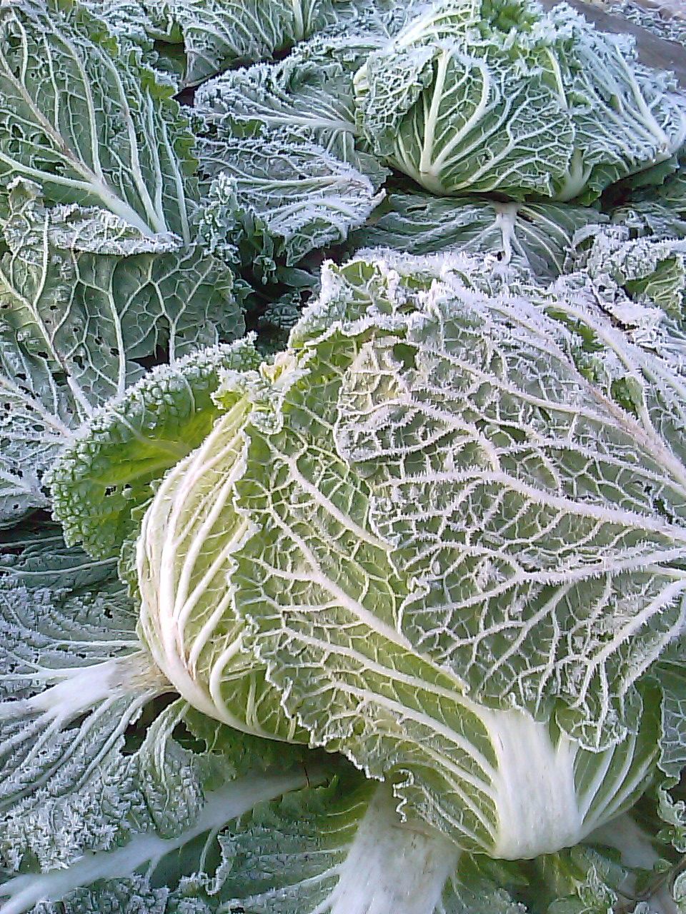 霜の降りた野菜_f0192307_13345248.jpg
