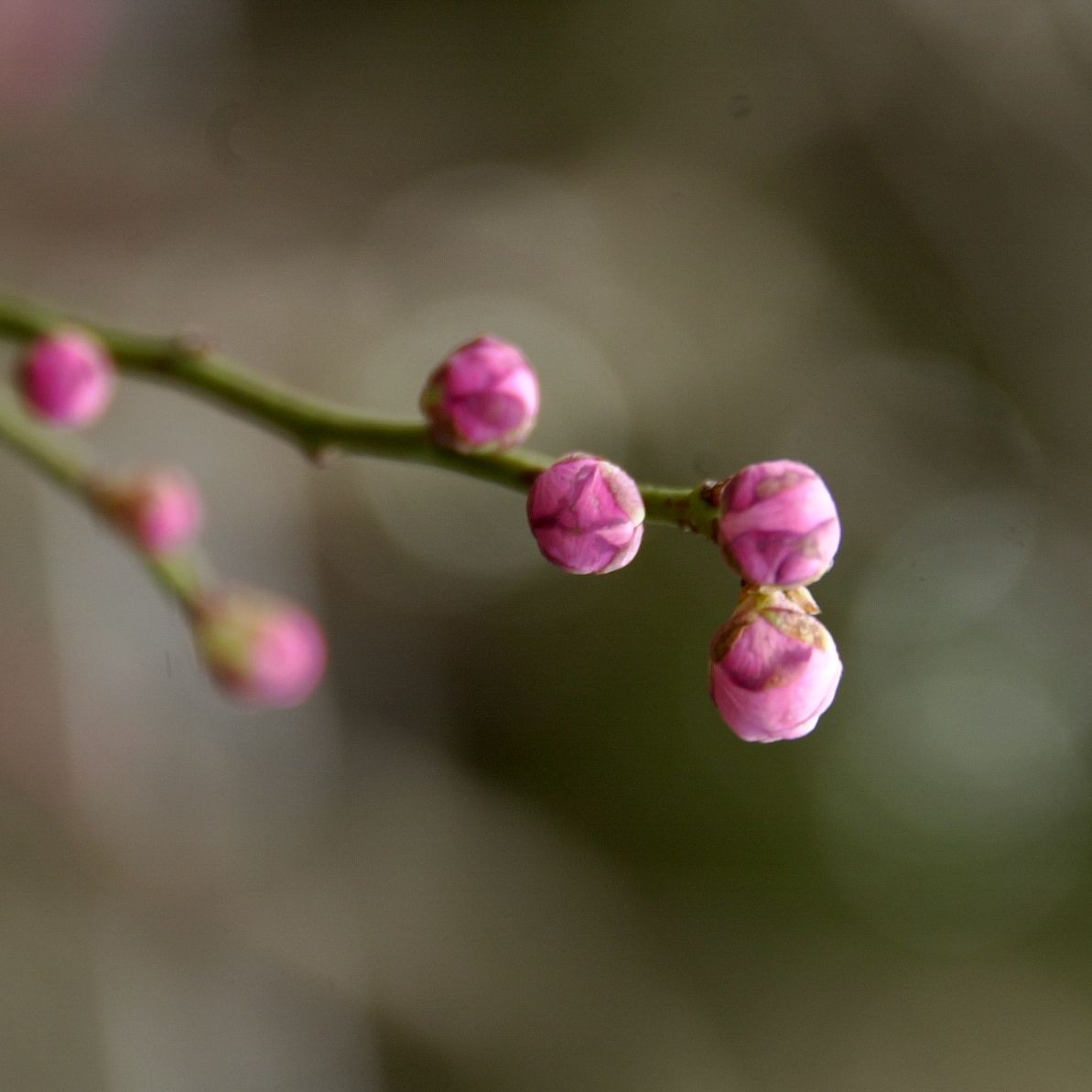 梅の花_f0192307_1340282.jpg