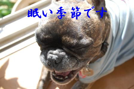 c0130324_1146567.jpg