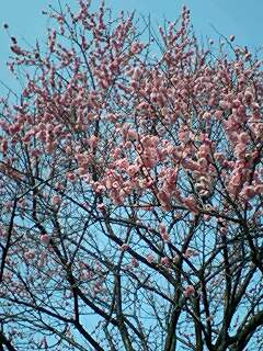 【Red plum blossoms】大原小学校からの帰り道に輝く紅梅_e0113826_2155095.jpg