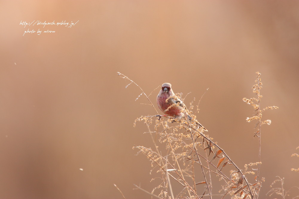 紅三昧の鳥撮り．．．_c0148230_10403350.jpg