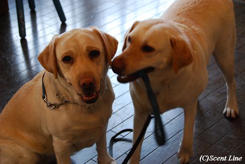 同じ犬種の2頭飼い_c0099133_954728.jpg