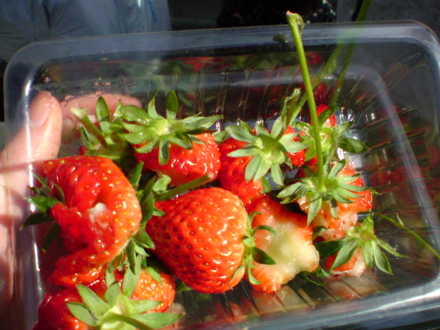 d0044339_161302.jpg