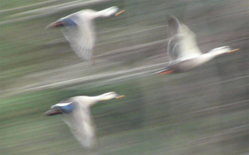a0056140_2324772.gif