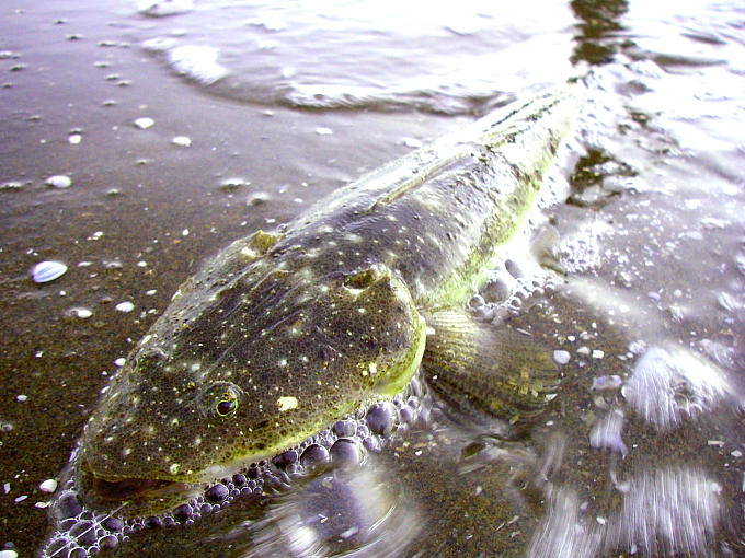 Fishing@Home River_d0147755_9522091.jpg