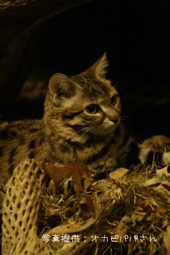 動物園でお散歩 動物園でお散歩