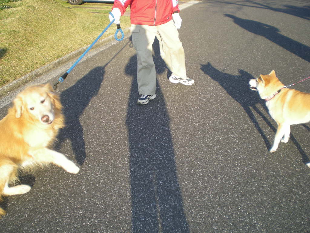 2009年2月8日(日)バラに寒肥!_f0060461_1928215.jpg