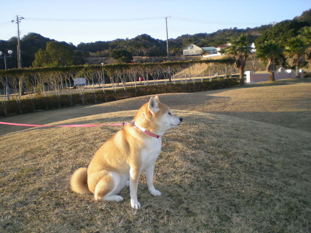 2009年2月8日(日)バラに寒肥!_f0060461_19291466.jpg
