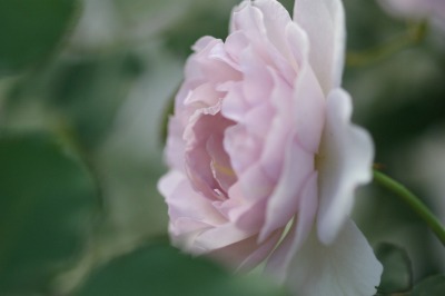 バラ　須磨　＊青薔薇（紫）のバラ4種＊_d0141365_19203189.jpg