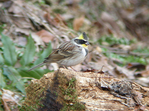 くろんど園地探鳥会_c0002874_2151098.jpg