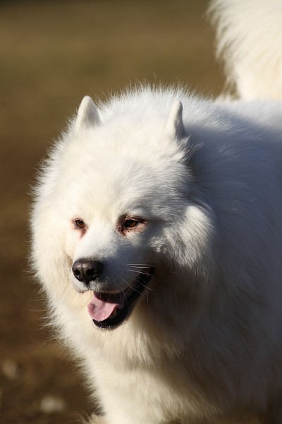 ぶんめオフ　in とぶき正月 36_c0109780_21141839.jpg