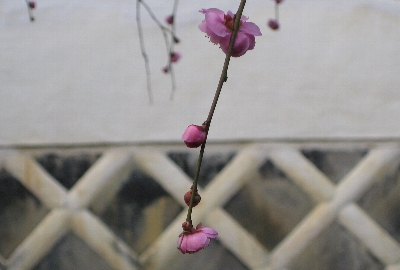 ２月８日「寺山の下刈」_f0003283_12153083.jpg