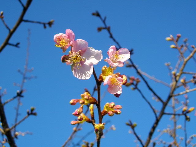 河津桜_a0078986_1984979.jpg