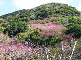 沖縄でお花見_c0076204_1115382.jpg