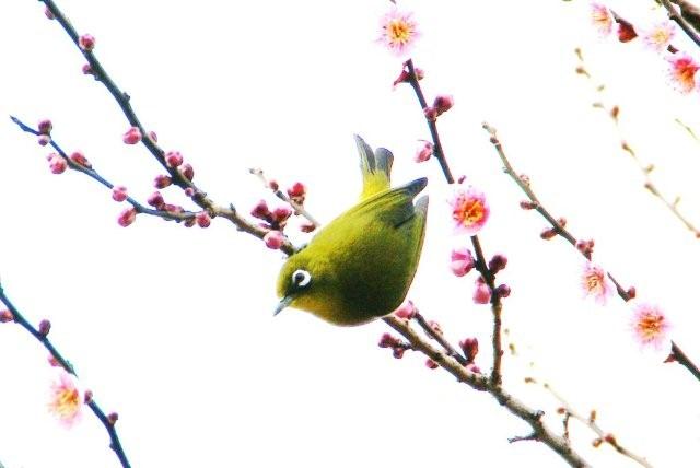 梅にウグイス t asakaの部屋 梅にウグイス t asakaの部屋