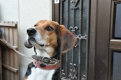 モデル犬 うーちゃん A Kashの時間 モデル犬 うーちゃん A Kashの時間