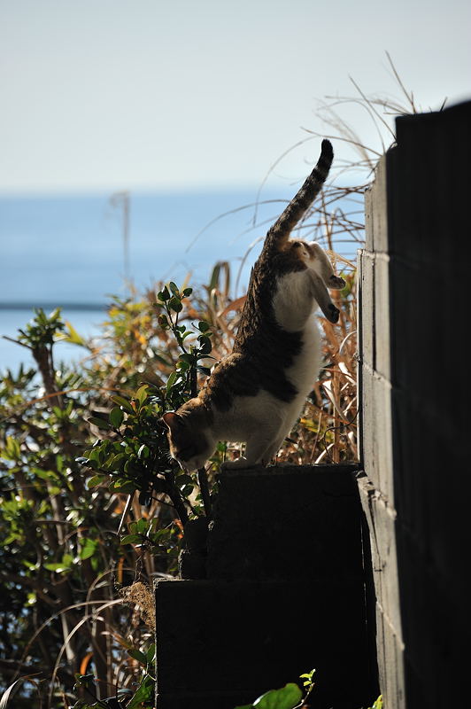 街角ニャンコ・HAMAニャンコ&湘ニャンコ_f0032011_2036145.jpg