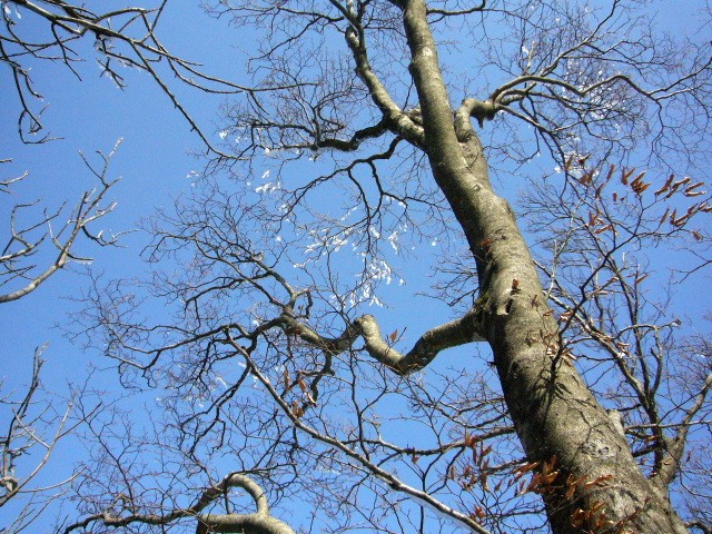 d0075131_1154049.jpg