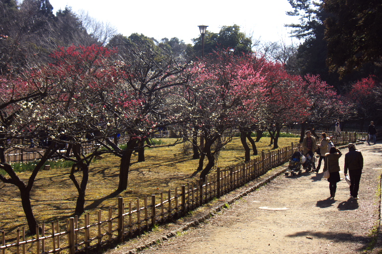 梅まつり　　こども自然公園_d0029744_13495310.jpg