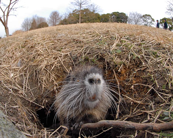 昆陽池 ヌートリアの赤ちゃん 自然の写真帖