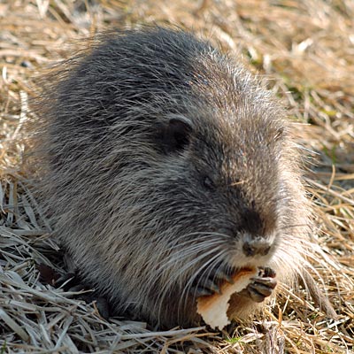 昆陽池　ヌートリアの赤ちゃん_e0035757_0164045.jpg