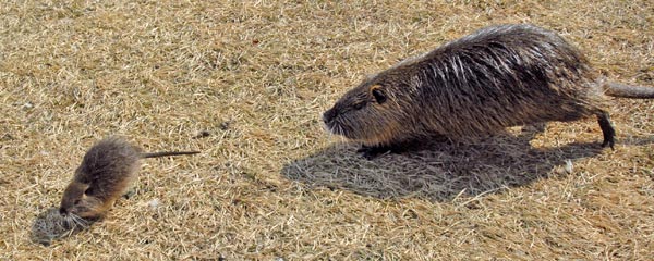 昆陽池　ヌートリアの赤ちゃん_e0035757_020431.jpg