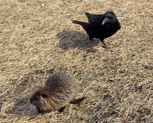 昆陽池　ヌートリアの赤ちゃん_e0035757_0223784.jpg