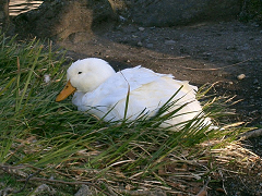 f0147759_114580.jpg