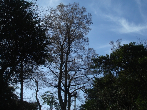 c0108460_1675780.jpg