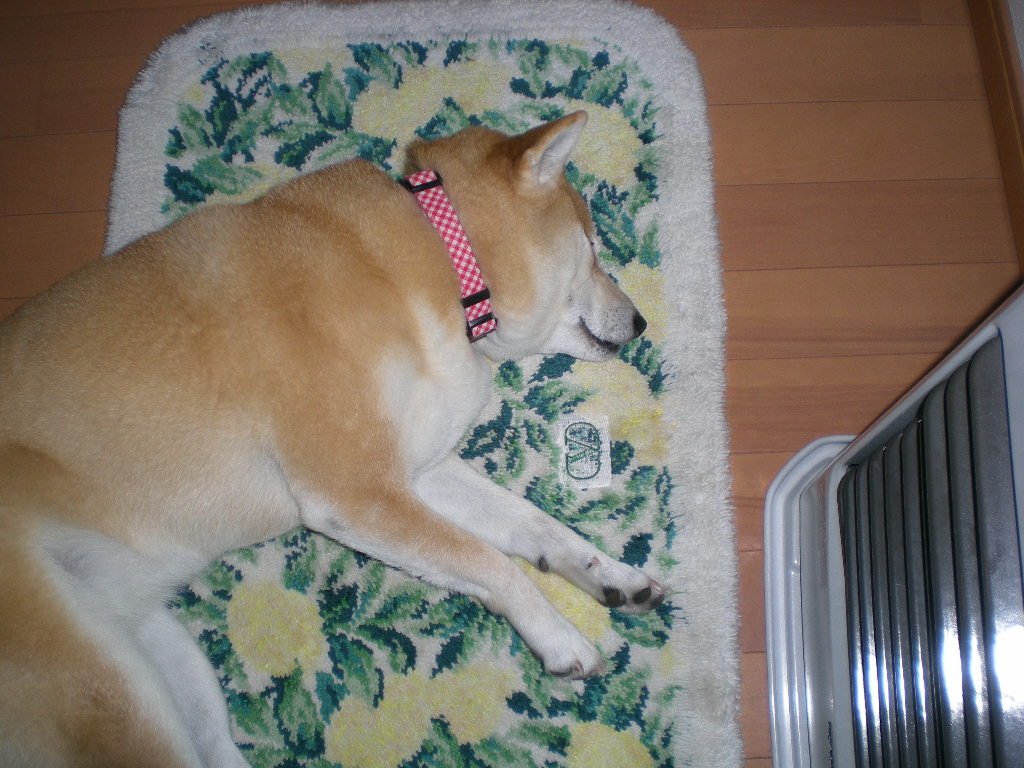 2009年2月9日(月)着物の着付け!_f0060461_20434670.jpg