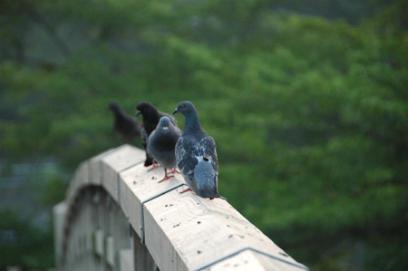 早朝散歩 宇治川-鳥_e0164563_1054517.jpg