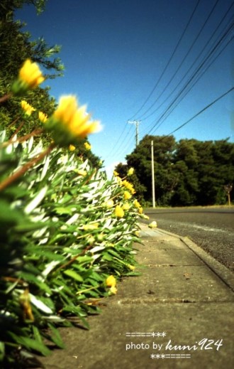 続く花街道_f0131365_1335091.jpg