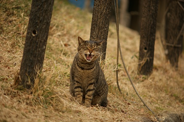 公園の猫_c0109780_15551981.jpg