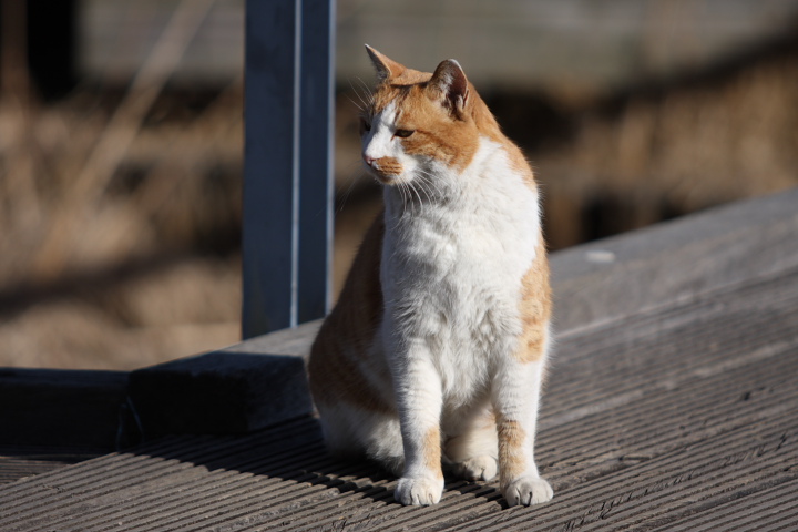 いいな あれ 東京 立川 昭和記念公園 セグロセキレイと猫 せ の写真集 刹那の光