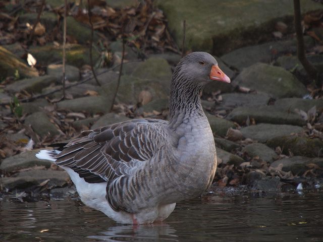 土曜日の鳥撮り　その１・・・ガチョウ（幼鳥）_d0050693_13361618.jpg