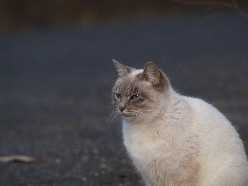 広島の猫#50_c0191394_230891.jpg