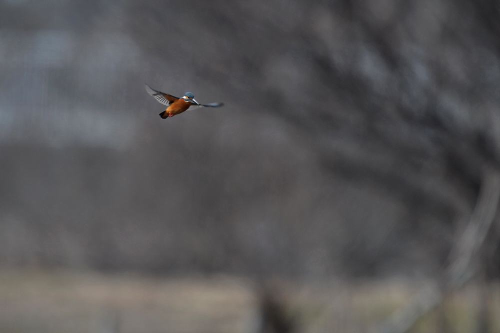 カワセミ、引いて撮ると_b0024798_6121824.jpg