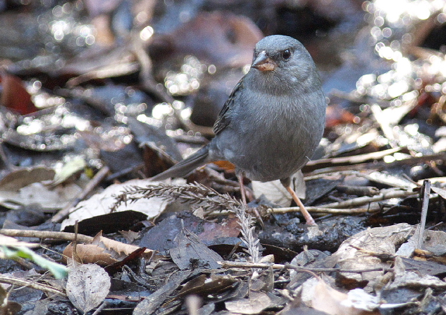 自然公園の野鳥シリーズ（クロジなど）_f0196803_1801427.jpg