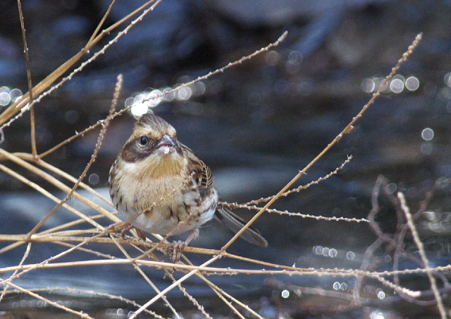 自然公園の野鳥シリーズ（クロジなど）_f0196803_1803937.jpg